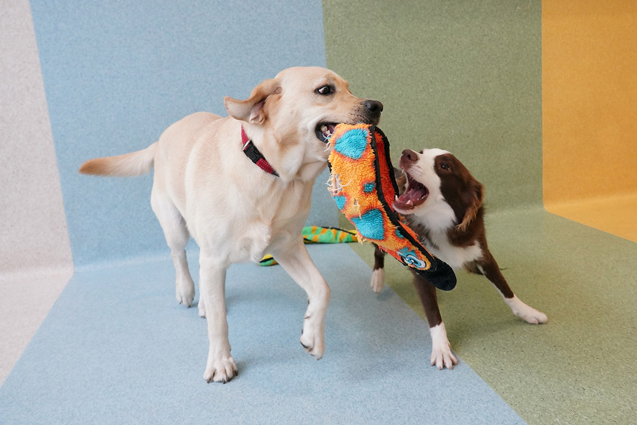 A Labrador Retriever and a Border Collie sharing a tug toy together calmly in our Montessori School programme during play time.