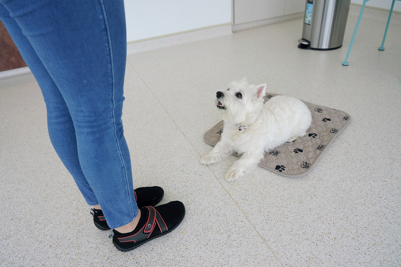 A West Highland Terrier practicing mat with our trainer indoors.