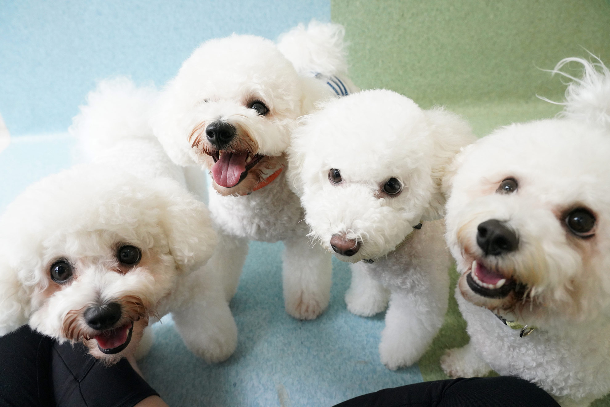 Four Bichon Frises posing for a group photo together in the Montessori School programme.