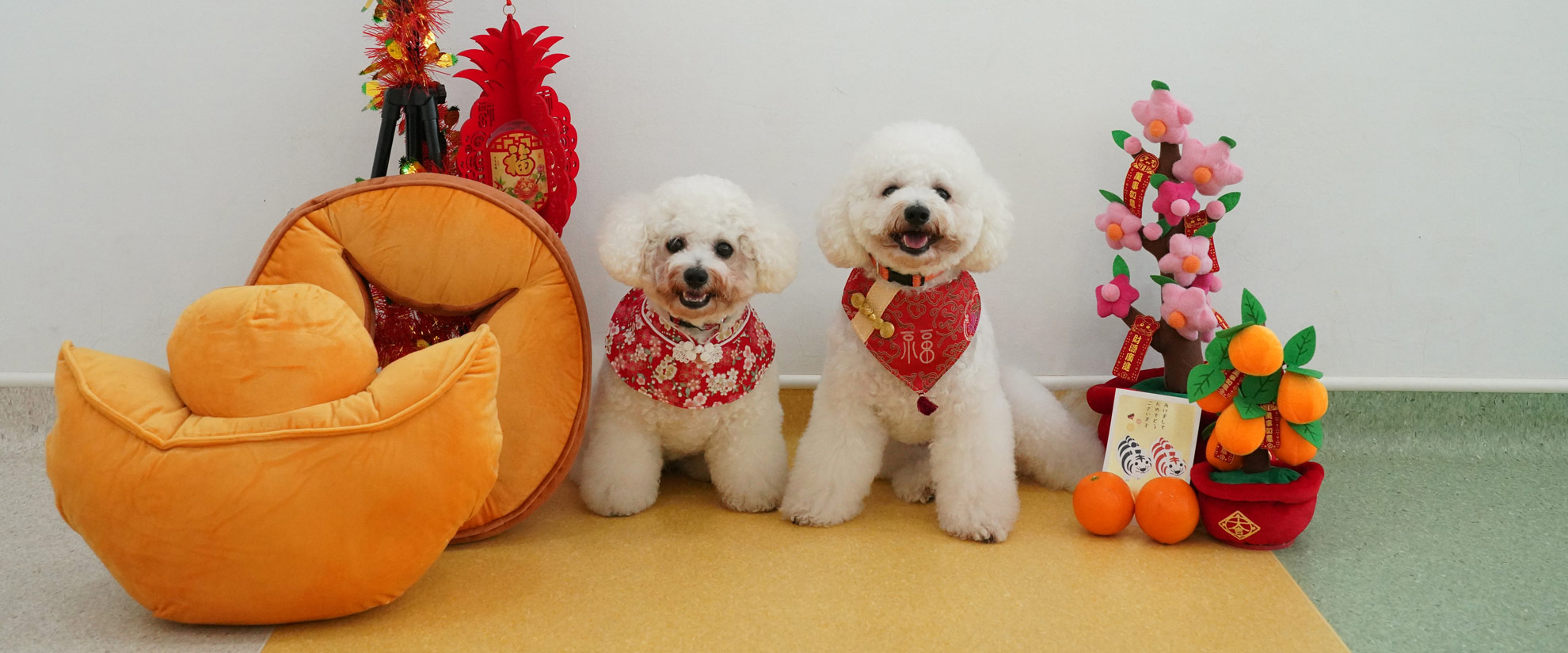 Two Bichon Frises posing with Chinese New Year decorations in school.