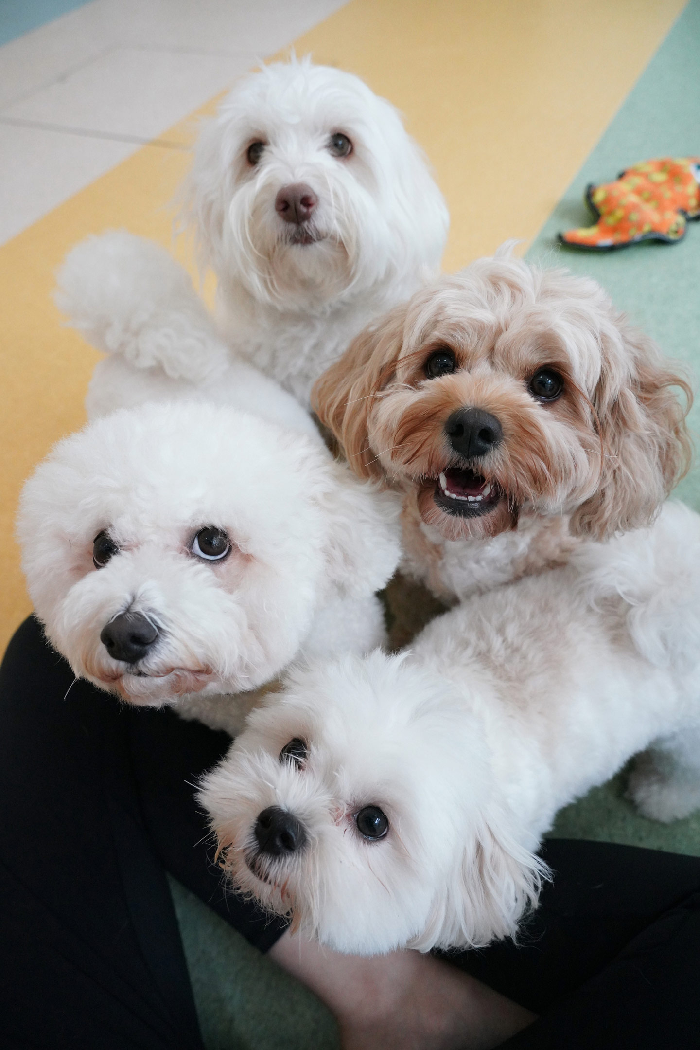 Four dogs taking a group photo together in the Montessori School programme.