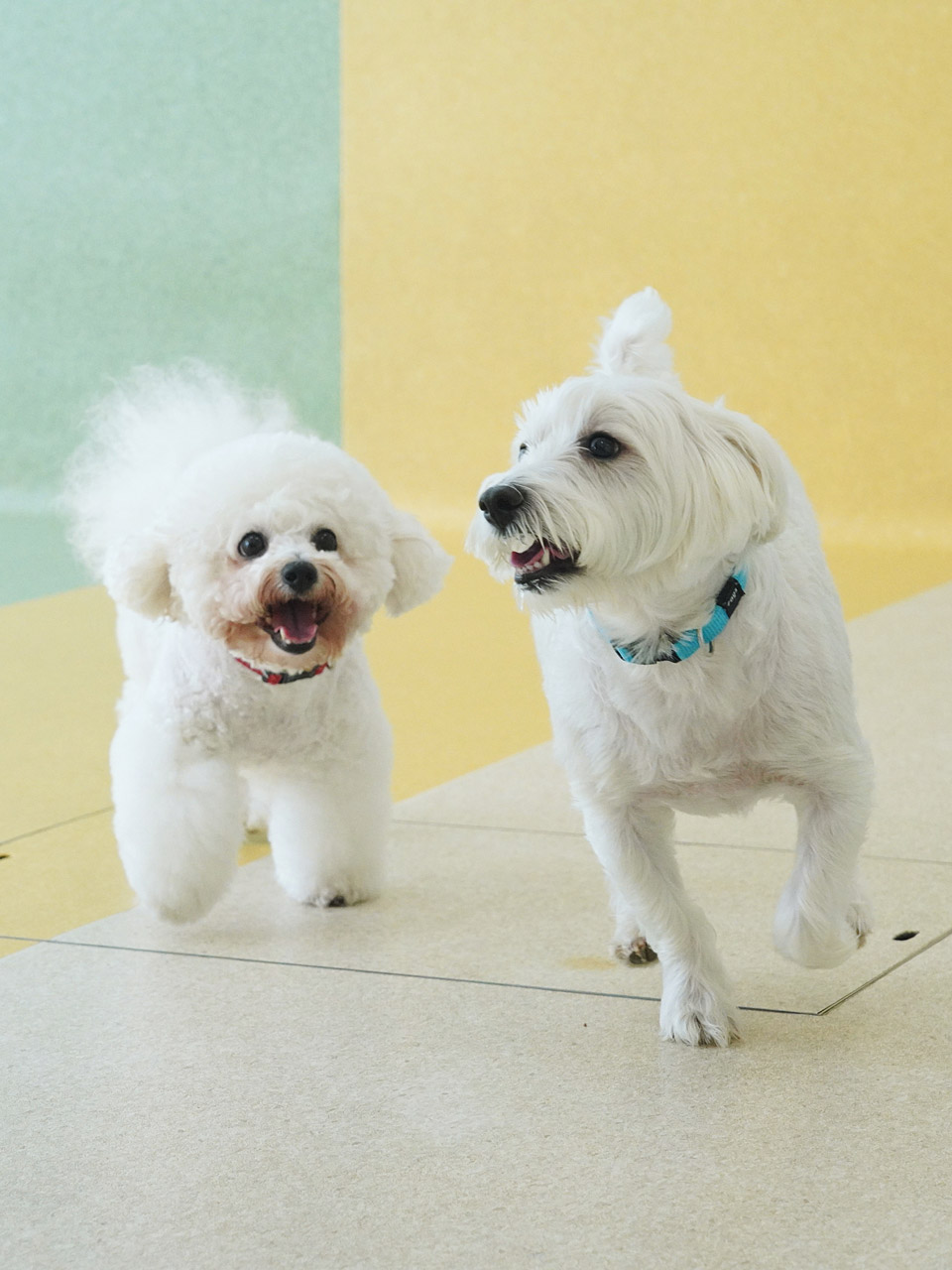 A Bichon Frise and West Highland Terrier running together during play time in our Montessori School programme.