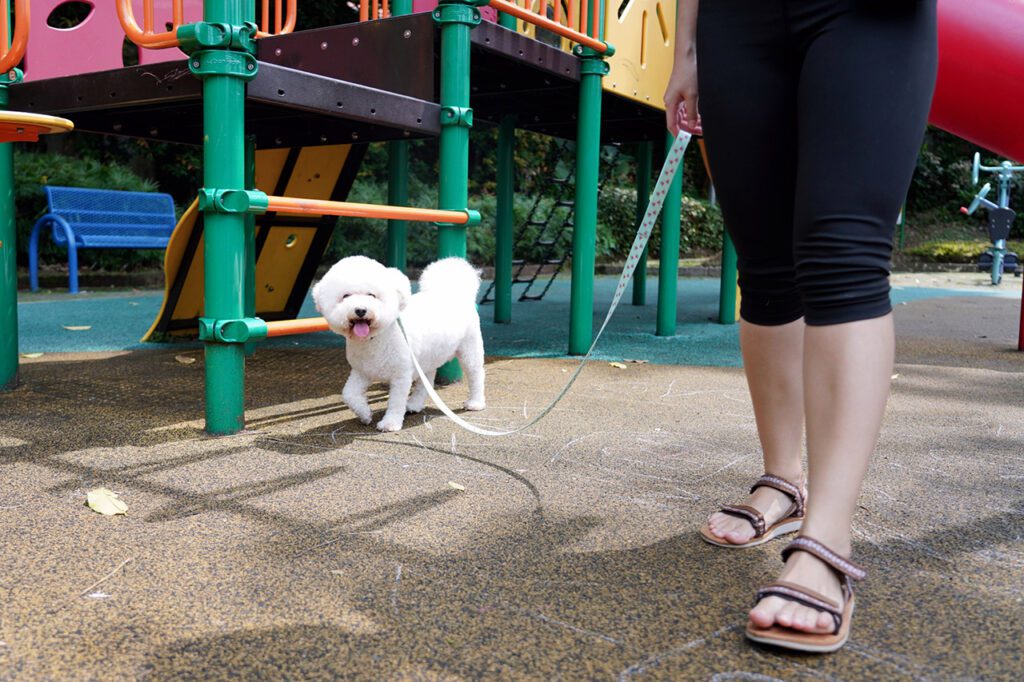 Puppy Life Skills — Private Puppy Training Class