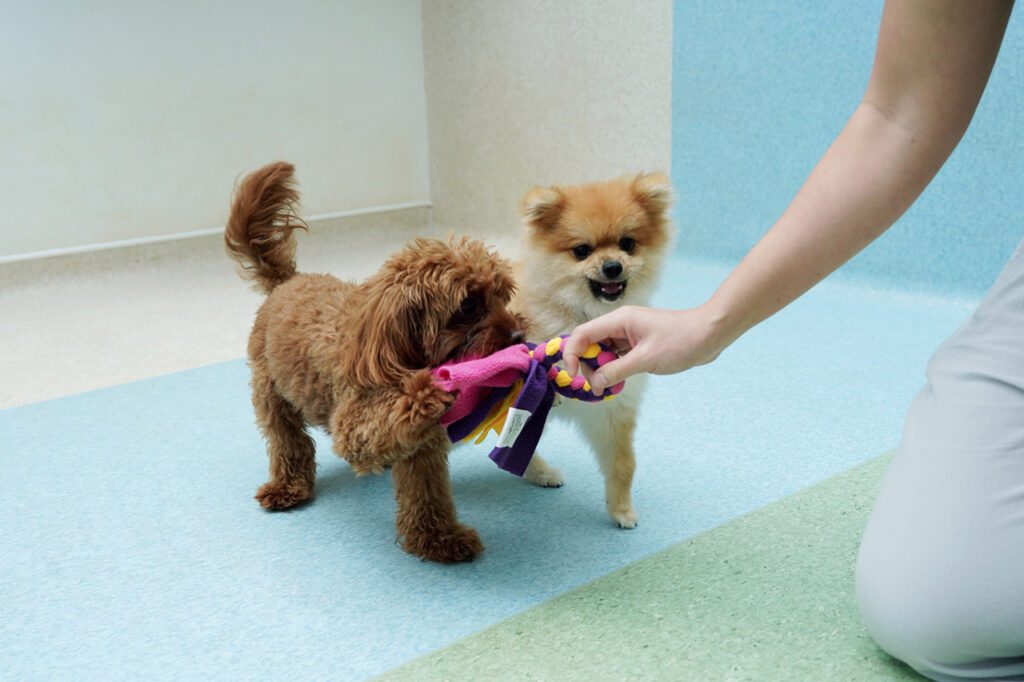 A Maltipoo and Pomeranian playing tug together calmly with our trainer in the Montessori School programme.
