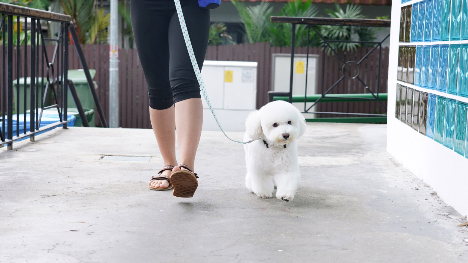 Puppy Life Skills — Private Puppy Training Class
