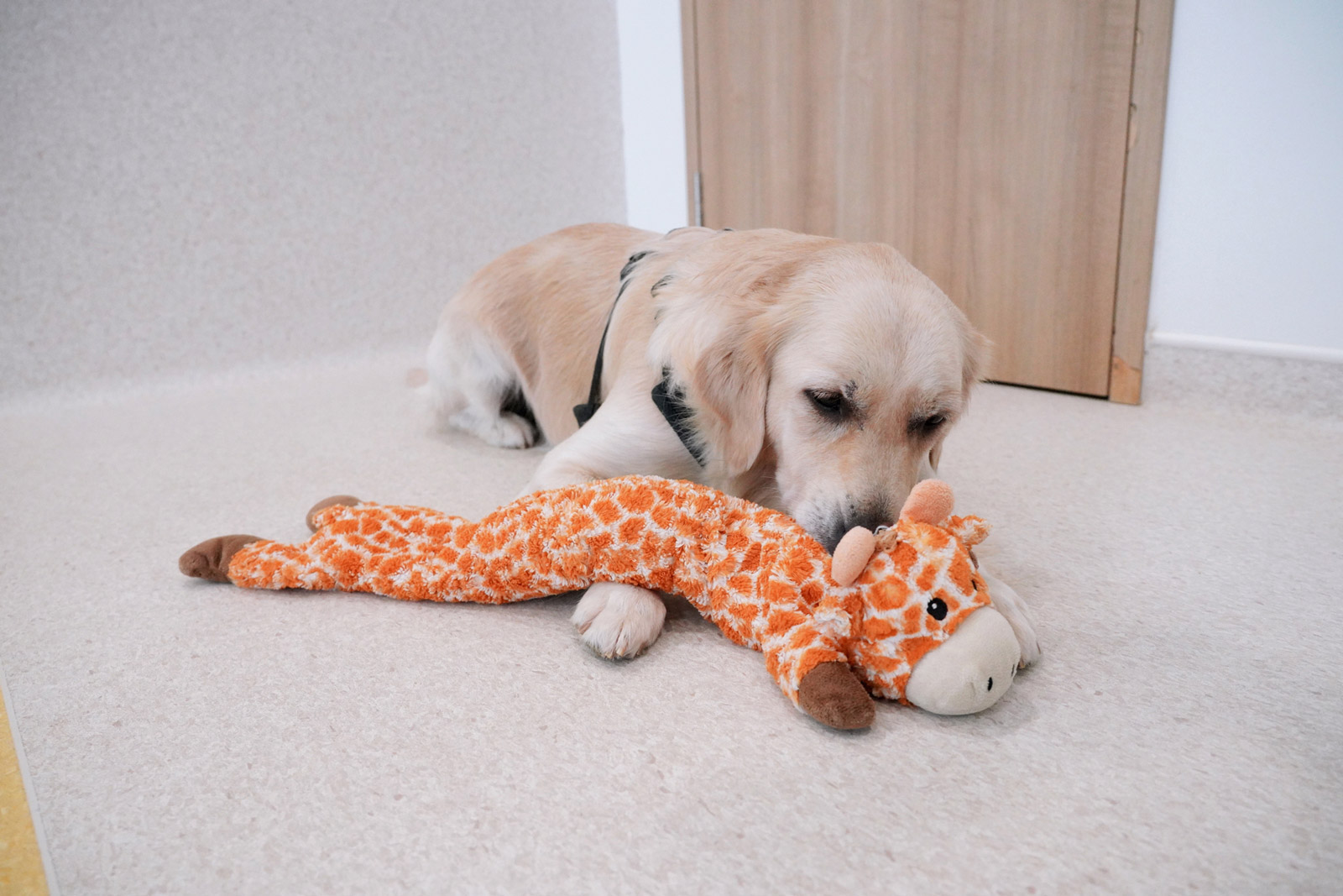 A Golden Retriever playing calmly with a toy.
