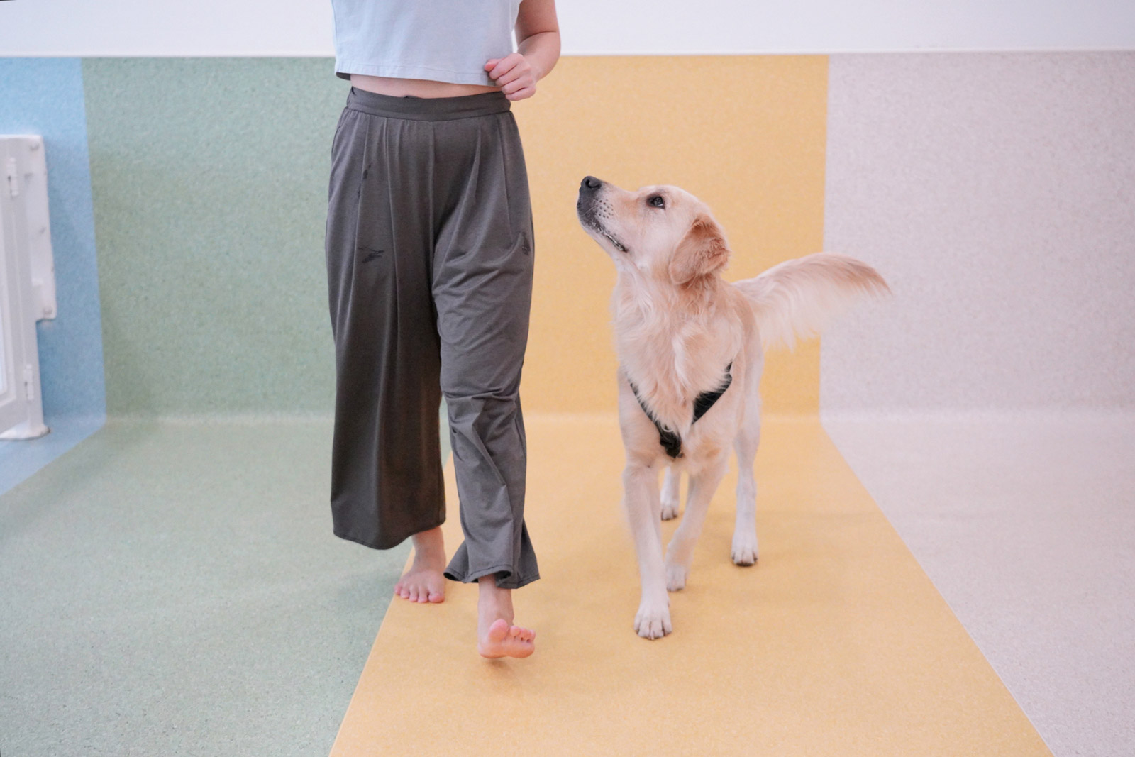 A Golden Retriever walking side by side with our trainer.