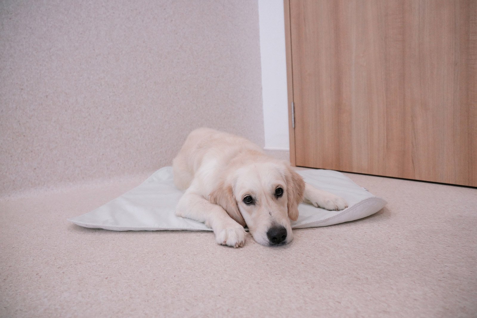 A Golden Retriever resting calmly on a mat.