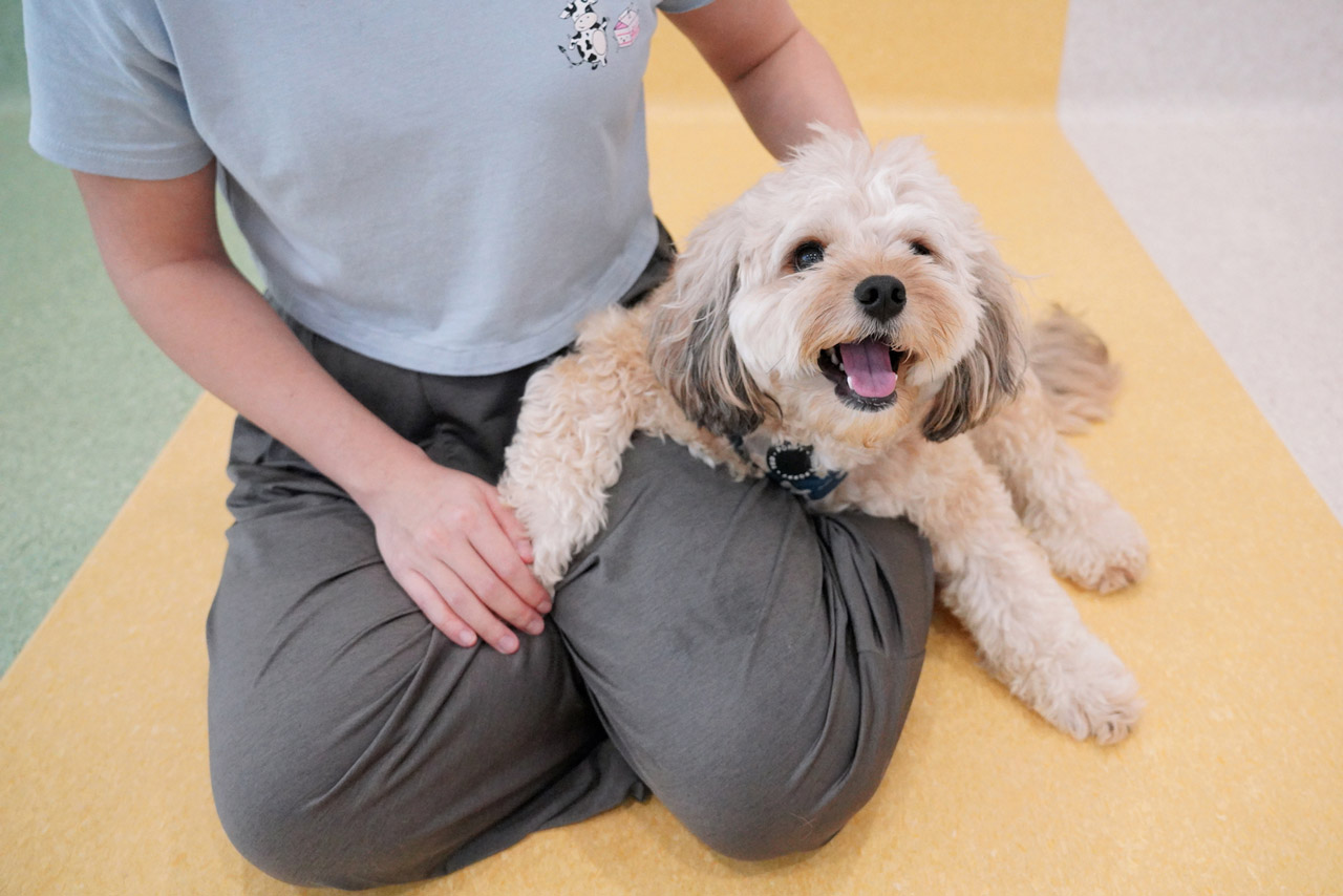 A Cavapoo having some cuddles with our trainer.