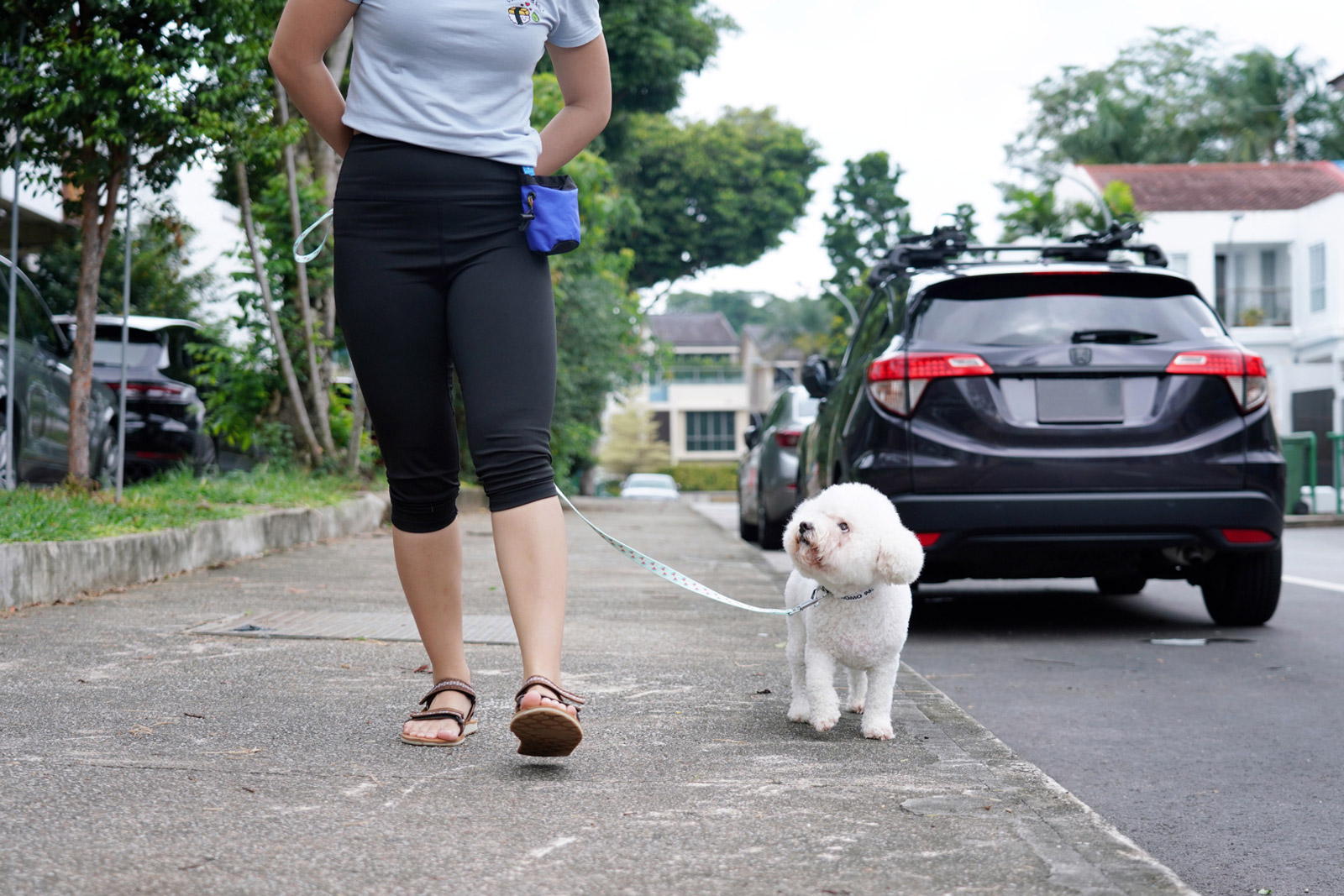 A Bichon Frise walking on a leash outdoors with our trainer at a relaxed pace.