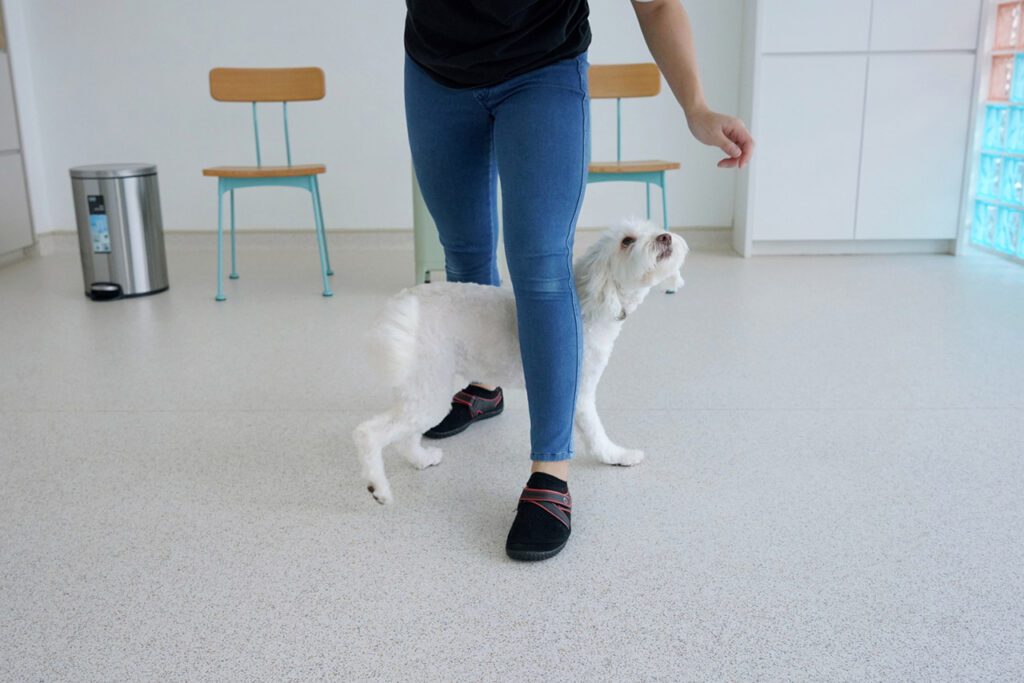 A Cockerpoo practicing Weave with our trainer indoors.