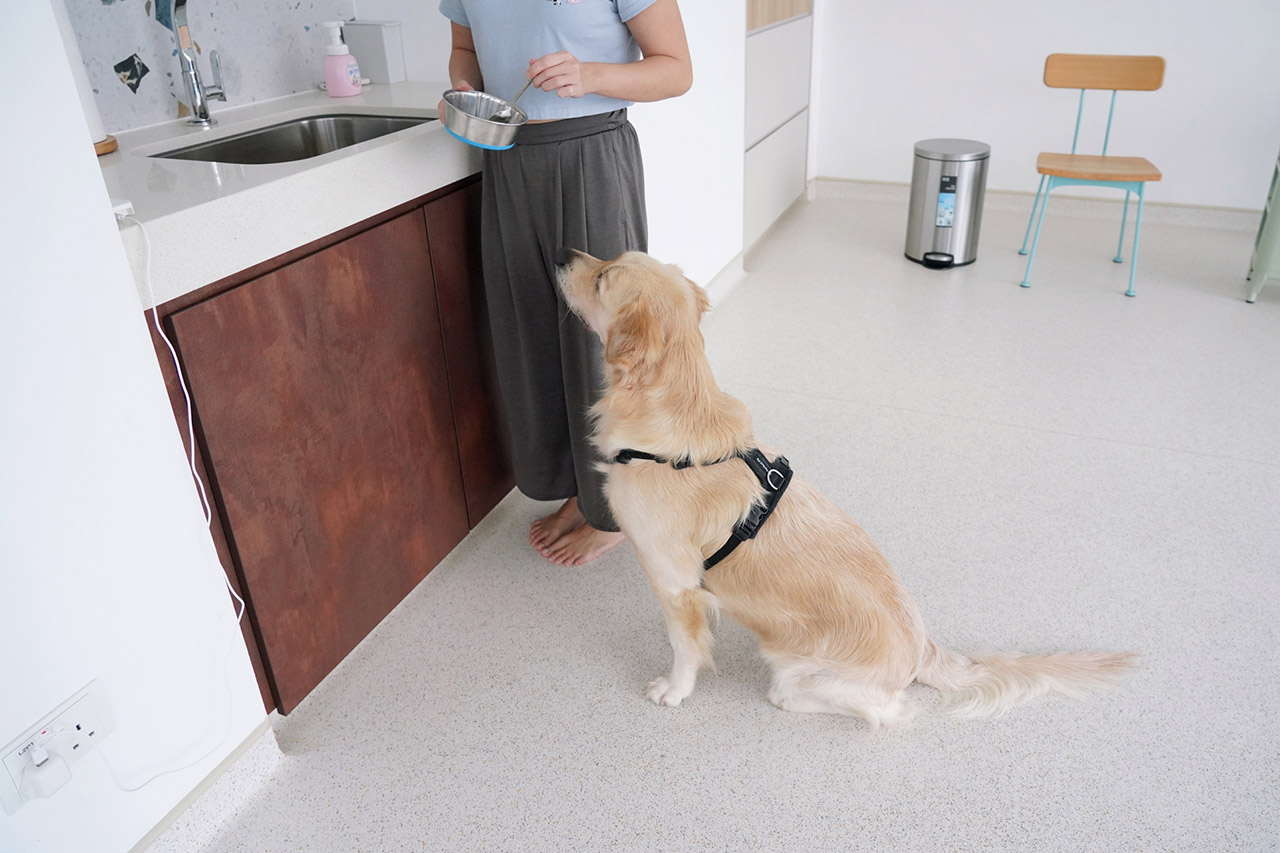 A Golden Retriever practicing impulse control with our trainer in a simulated meal preparation scenario in campus.