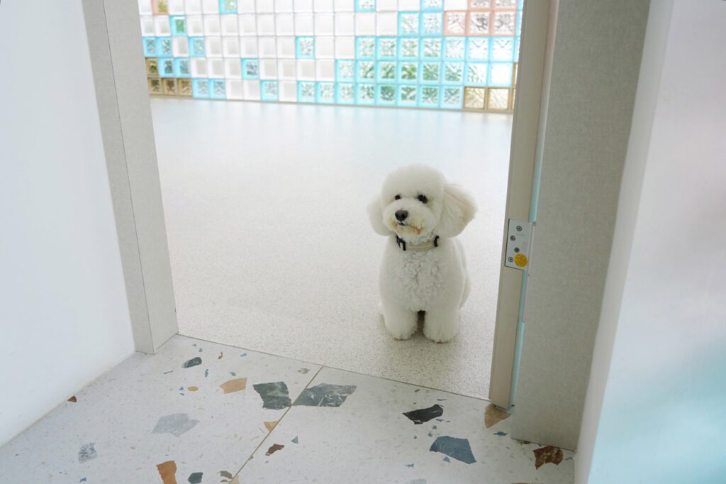 A Bichon Frise practicing Wait at Boundary indoors.
