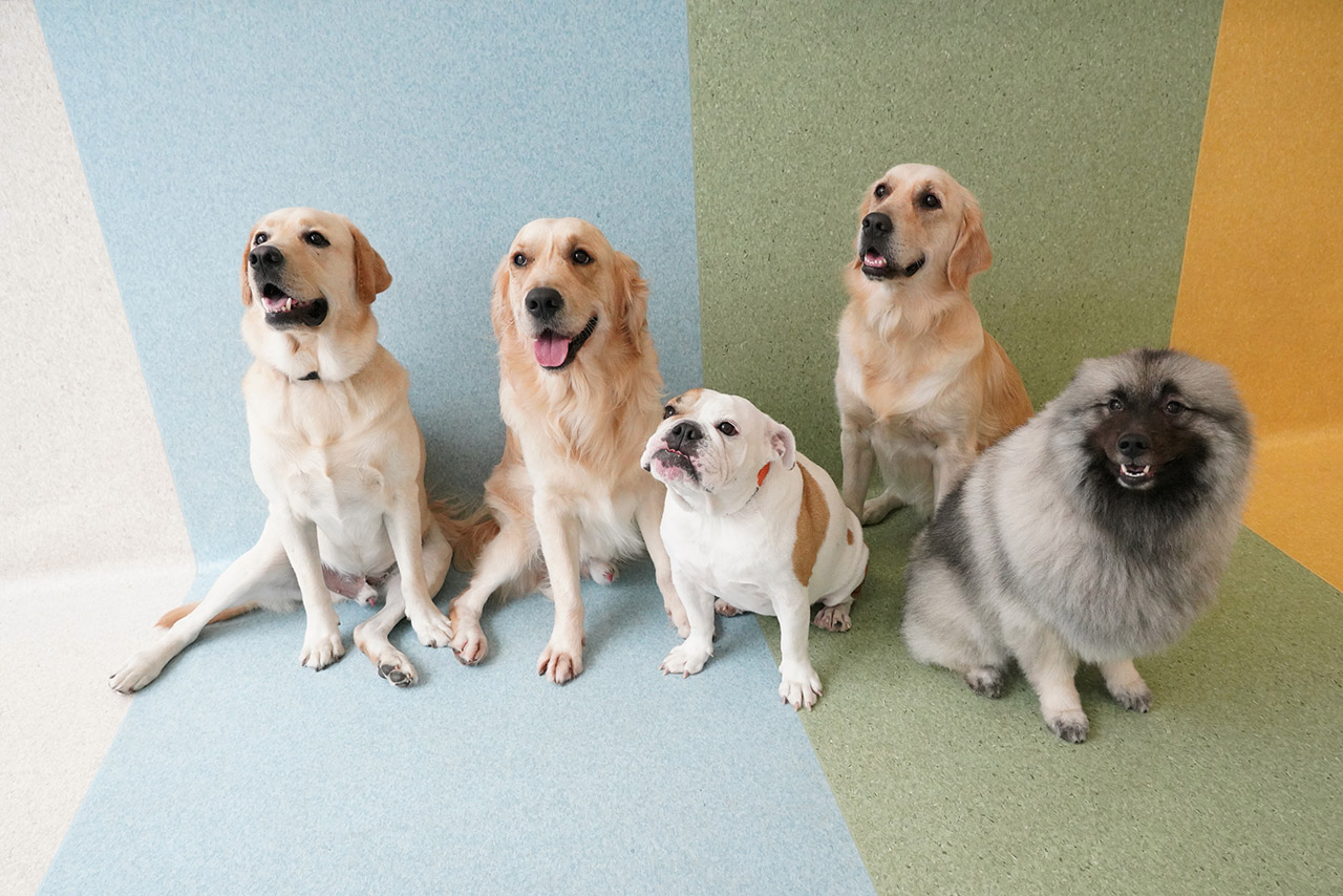 Five medium and large sized dogs practicing a group sit during their play time in the Montessori School programme.