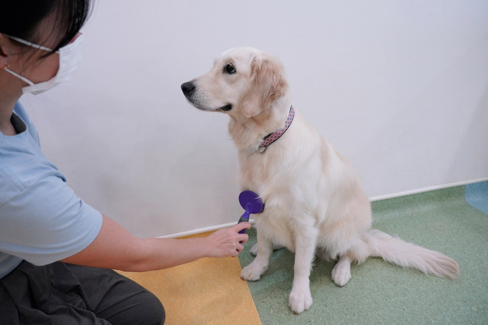 A Golden Retriever have her fur brushed by our trainer.