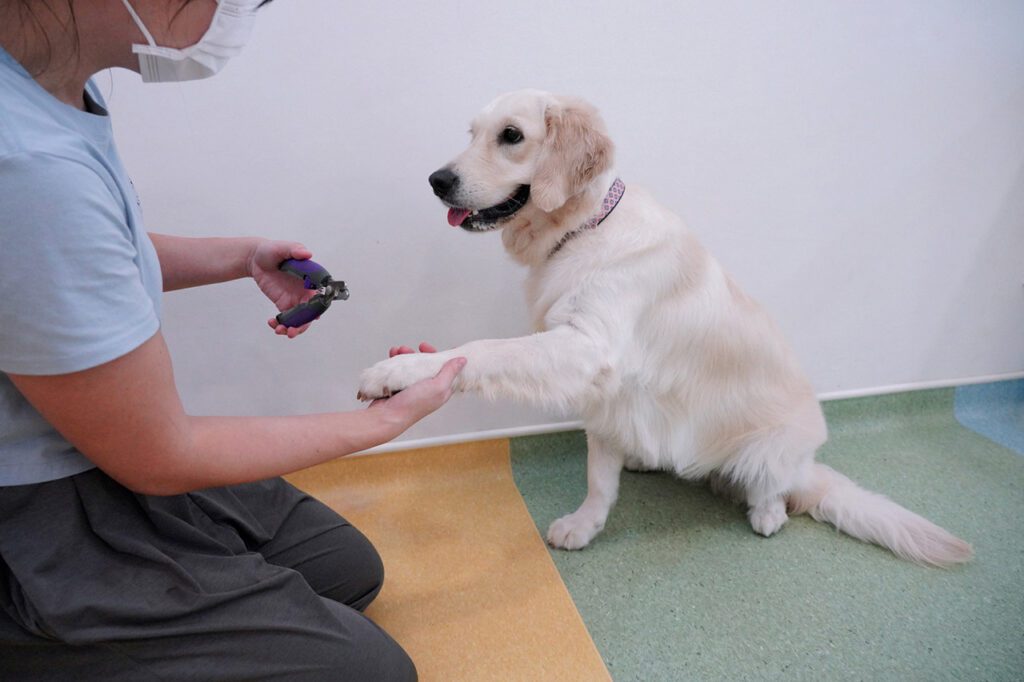 A Golden Retriever practicing a nail clipping simulation with our trainer.