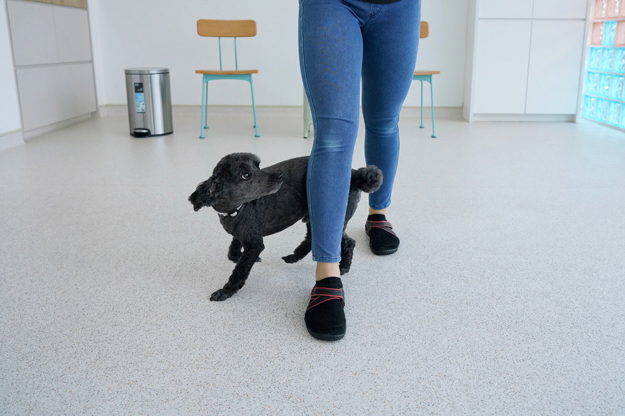 A Toy Poodle practicing Weave with our trainer indoors.