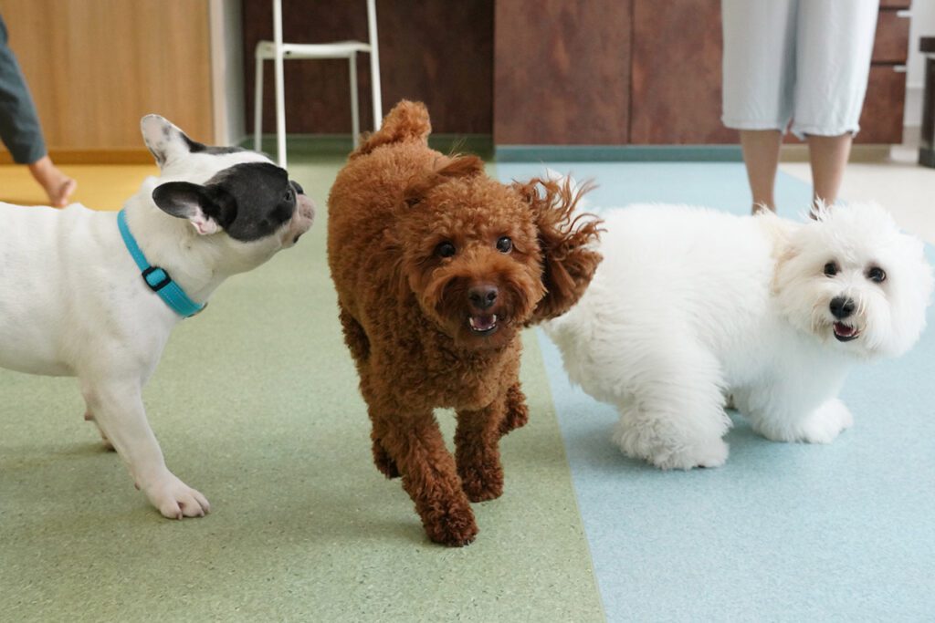Some of our students playing during their play time in their structured play group in the Montessori School programme.