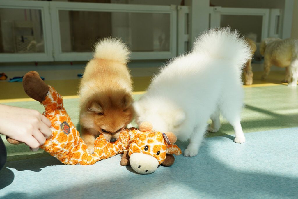 Two Pomeranians sharing a toy together calmly.