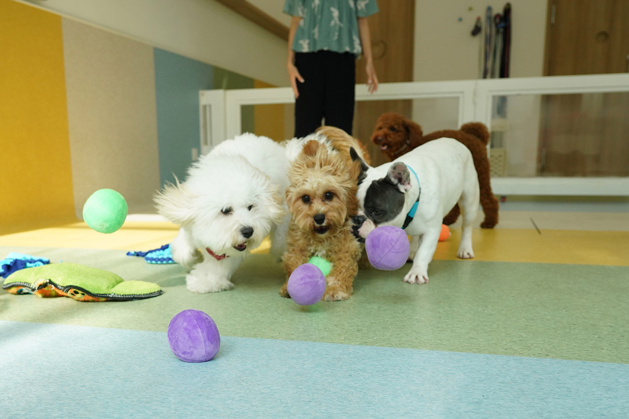 Some of our students playing during their play time in their structured play group in the Montessori School programme.