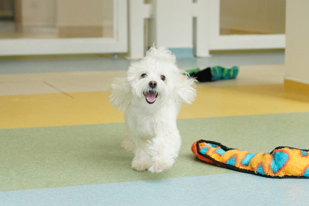 A Maltese running towards the camera during the Montessori School programme.