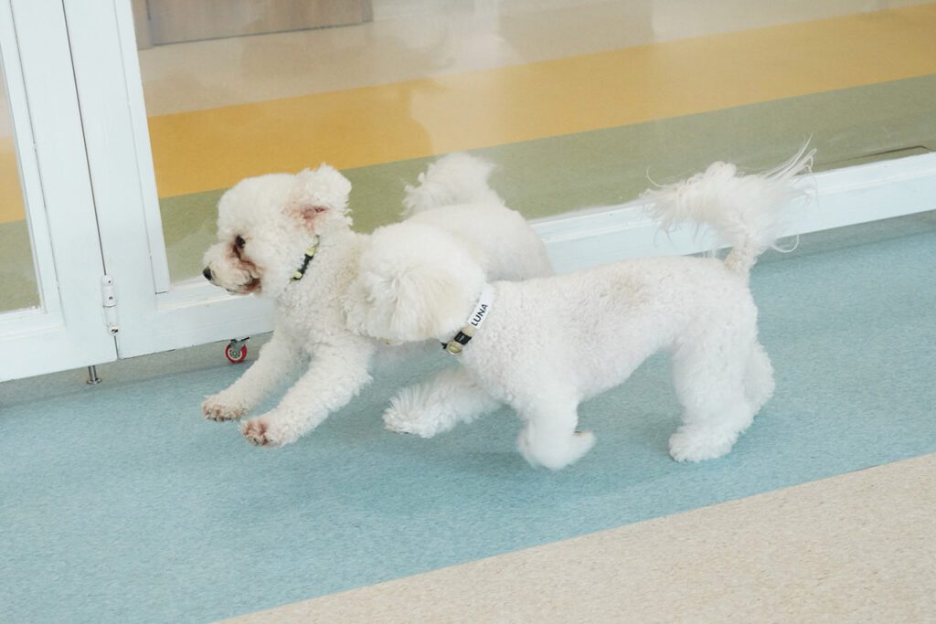 Two Bichon Frises running together in the Montessori School programme during play time.