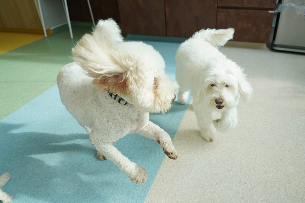 A Cavapoo and Cockerpoo playing together in the Montessori School programme during play time.
