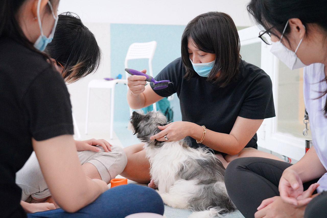 Kristina, our head trainer, demonstrating grooming handling on a puppy in a group class in campus.