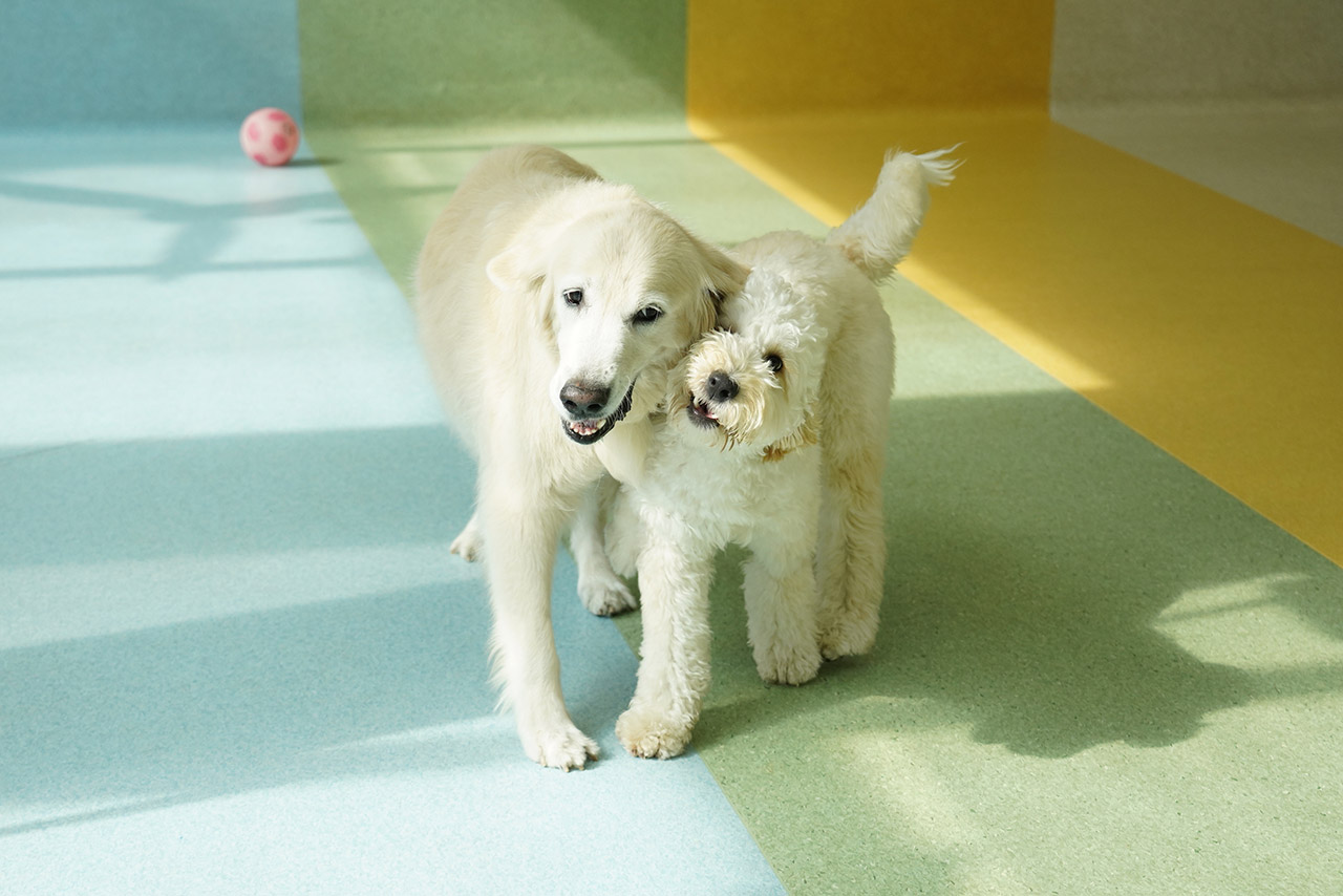 Two dogs walking beside each other towards the camera during play time in our Montessori School programme.