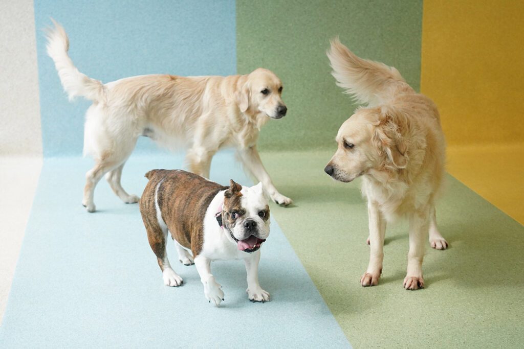 Some of our students playing during their play time in their structured play group in the Montessori School programme.