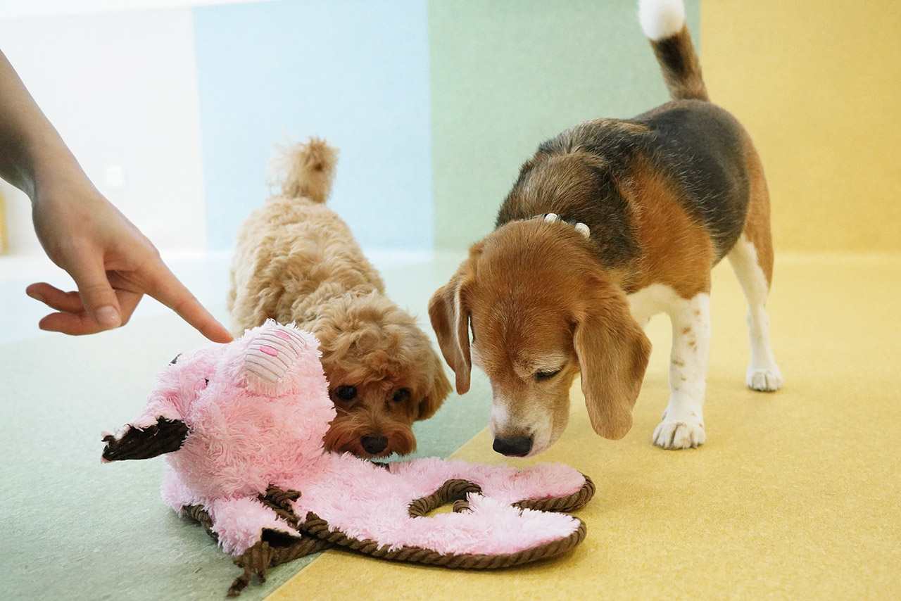 A Havanese and Beagle playing a scent game together during play time in our Montessori School programme.