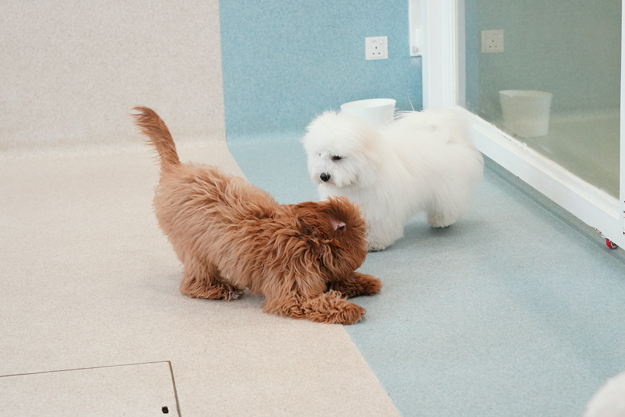 A Toy Poodle doing a play bow to invite his friend, a Coton de Tulear, to play with him in our Montessori School programme.
