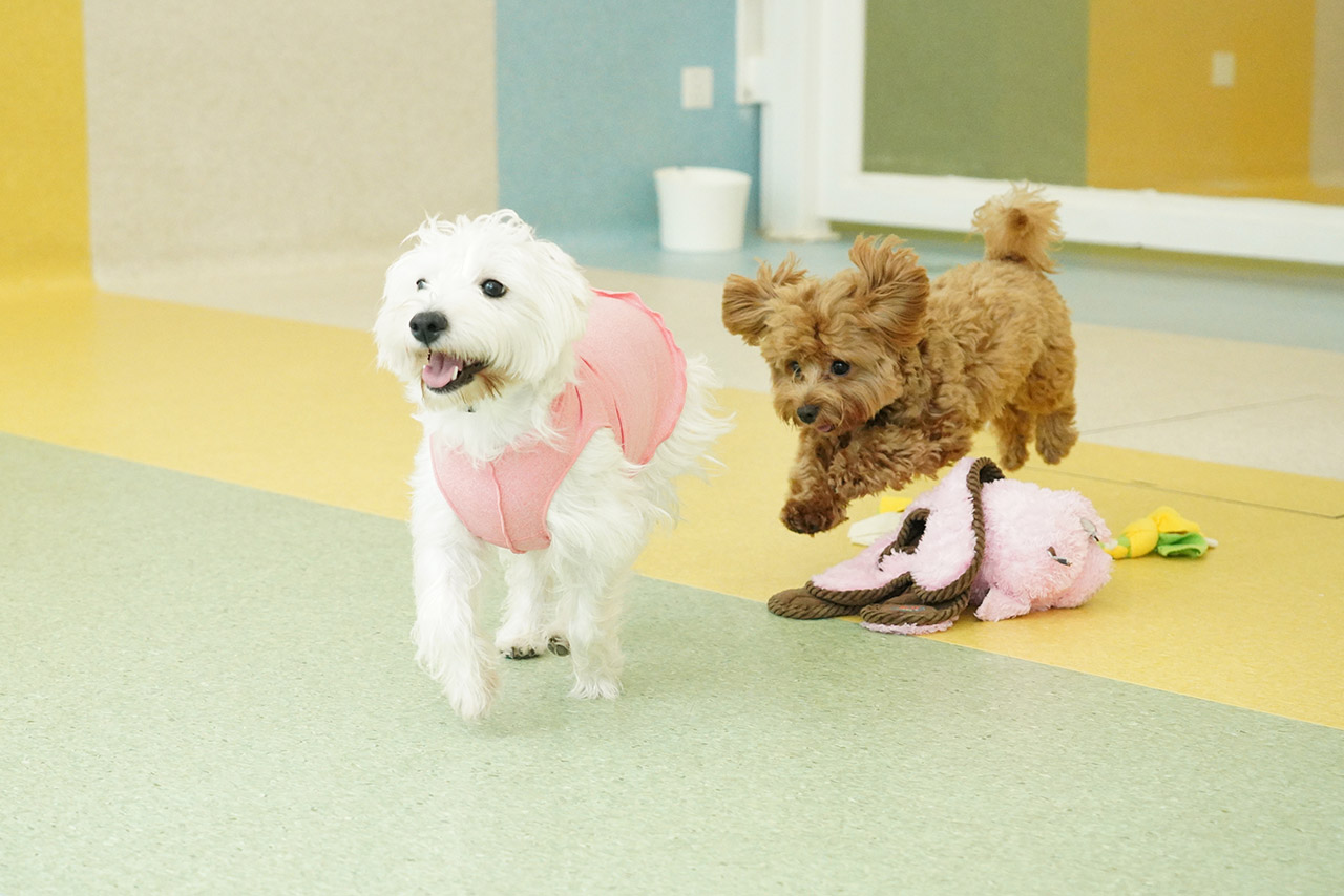 A West Highland Terrier and a Havanese playing together in our Montessori School programme during play time.